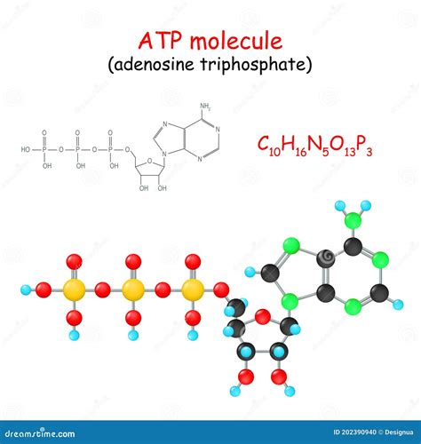 adenosine triphosphate發音|6.4: ATP: Adenosine Triphosphate .